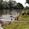 hundefamilien - treffen 09.09.2017   13